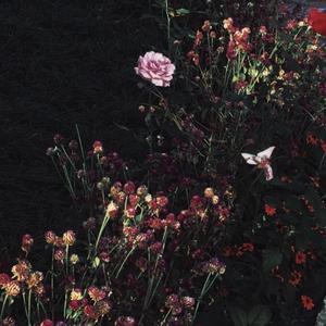 美女很黄免费下载黄色软件视频
